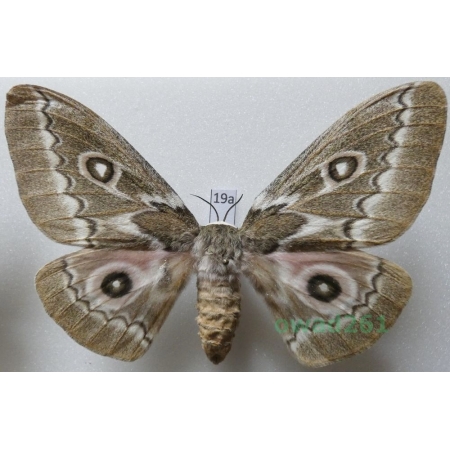 Gonimbrasia tyrrhea (Cramer, 1775) female ex. ovo South Africa 108mm19a